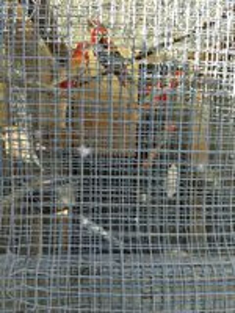   oiseaux omnicolores  