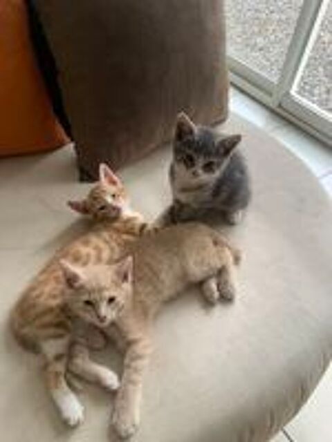   5 Chatons à donner 