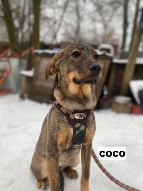 COCO SE TROUVE DANS UN REFUGE EN UKRAINE 0 75018 Paris