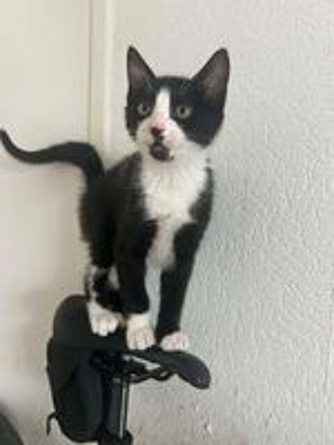   Pogi un petit acrobate plein de tendresse 