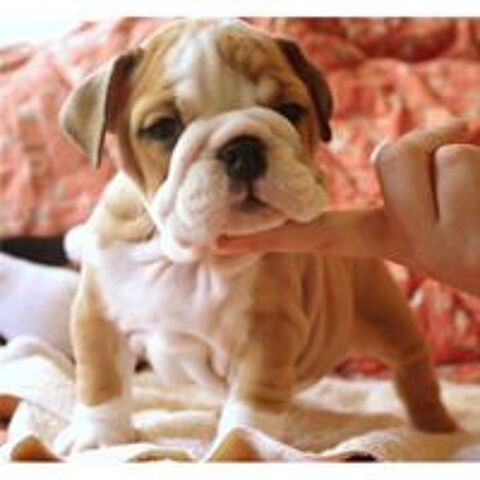   6 superbes chiots bulldog anglais LOF 