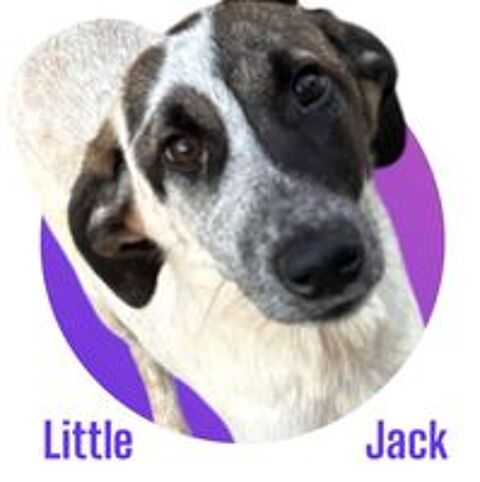  Notre Chouchou d'Amour, Jack, à l'adoption ! 