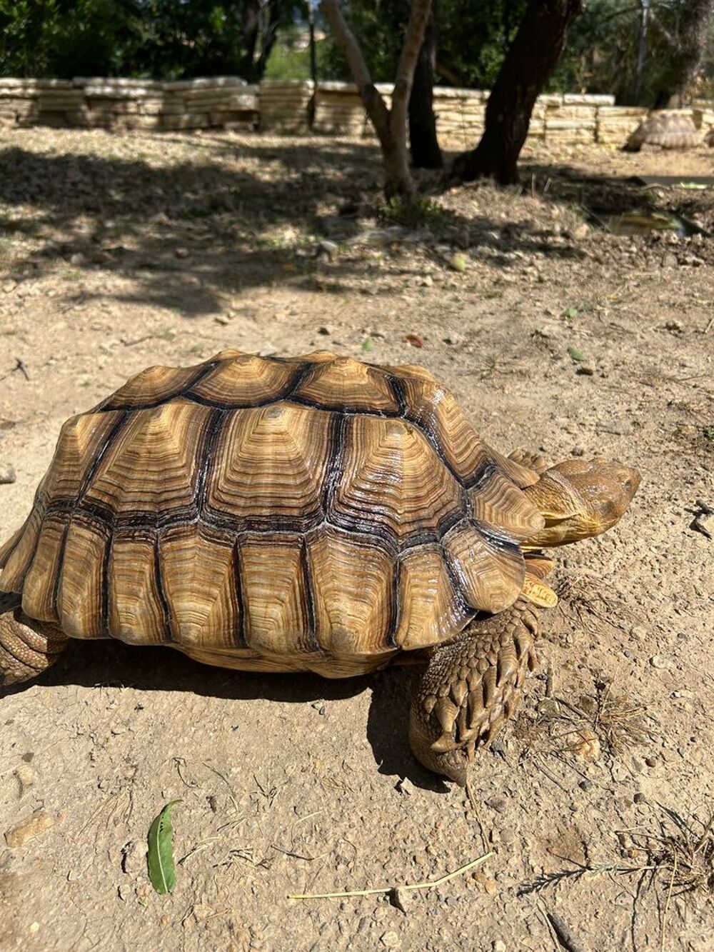   Sulcata male 