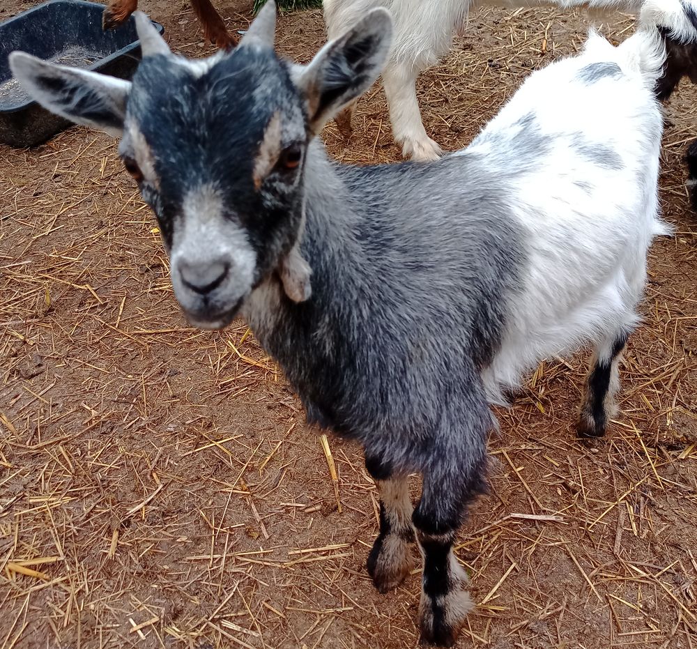  chèvre 
