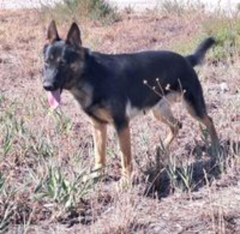   chiot berger allemand 