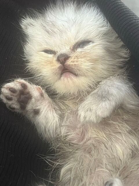Magnifique chaton Scotisch fold 700 72000 Le mans