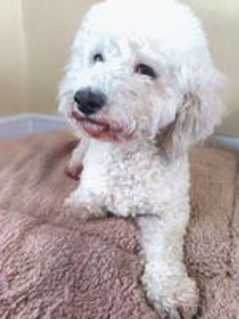   A L'ADOPTION ROMAN 