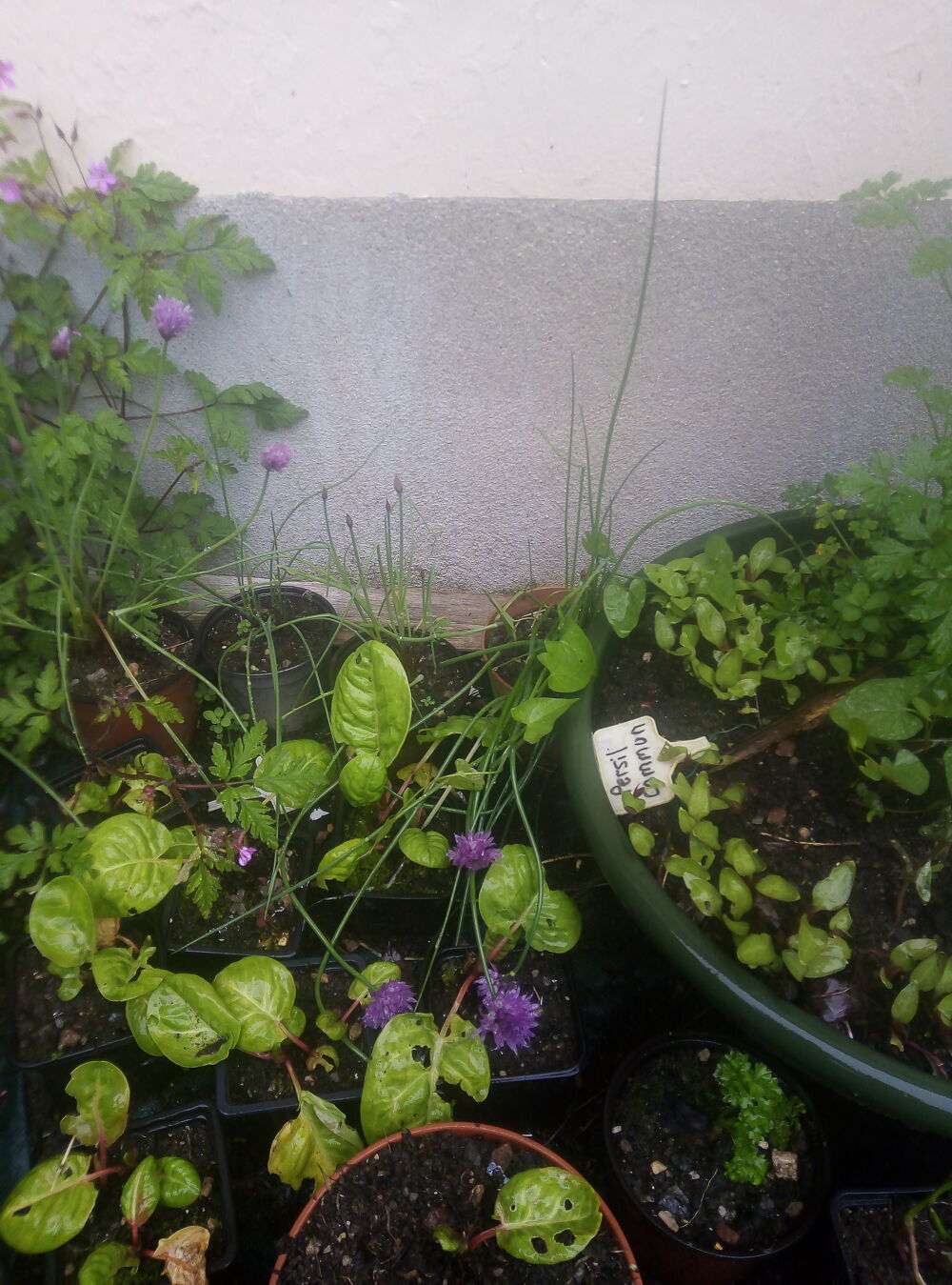 Plantes aromatiques. Jardin
