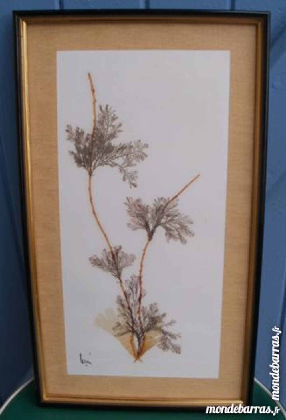 TABLEAU Algues marines naturelles, pi&egrave;ce unique Décoration