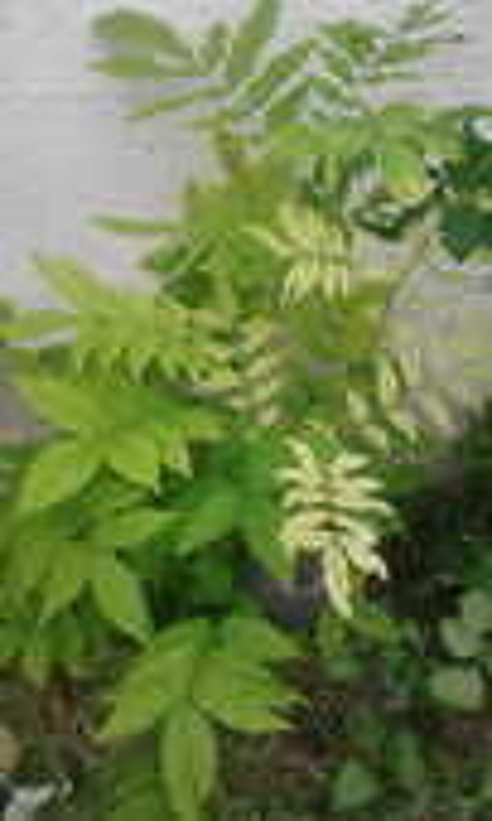Plant Glycine et plant Campis Indien Jardin