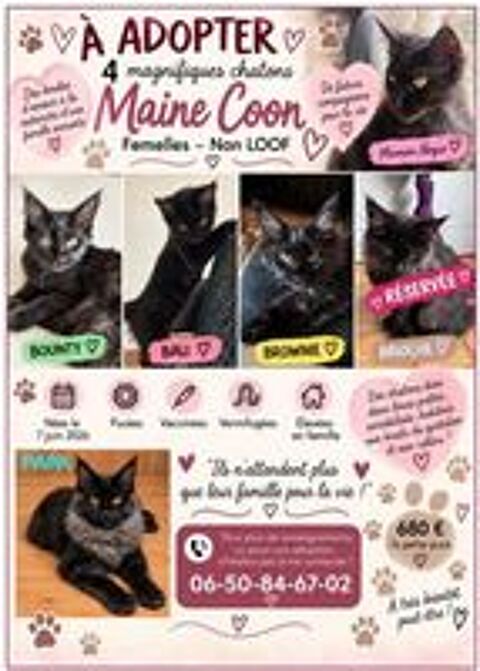   3 femelles type maine coon disponibles à l'adoption 