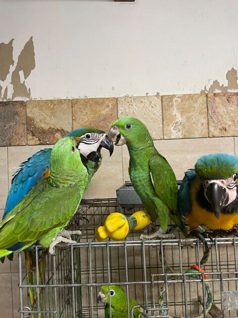 Perroquet amazone  1000 81150 Florentin