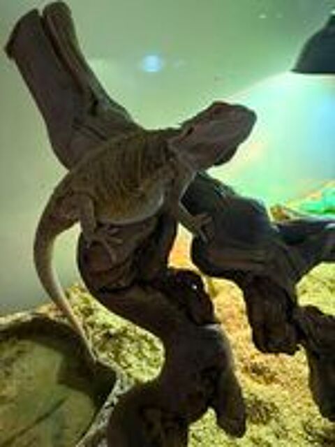   POGONA + Terrarium  
