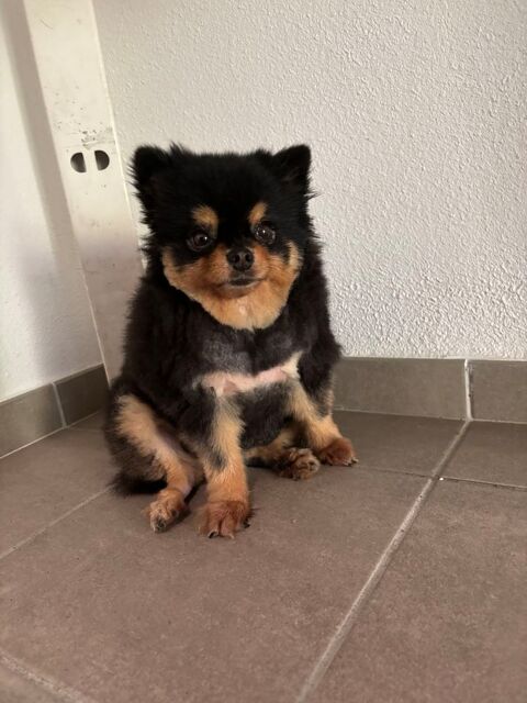 Loulou de Poméranie 0 97100 Guadeloupe