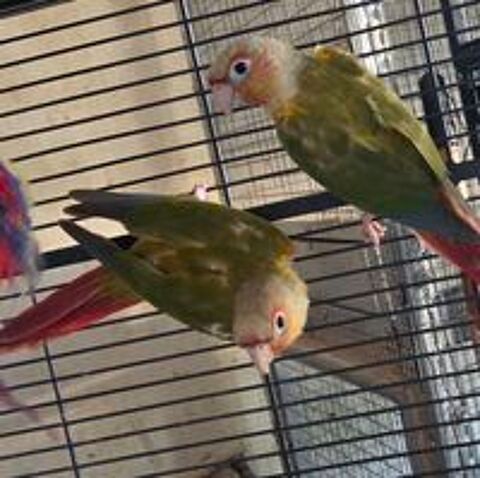   Conure pyrrhura molinae ananas mâle  