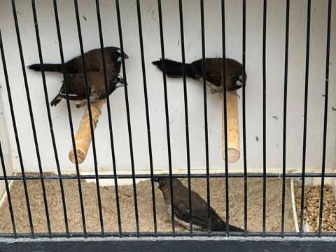 Moineaux du japon 8 77310 Saint-fargeau-ponthierry