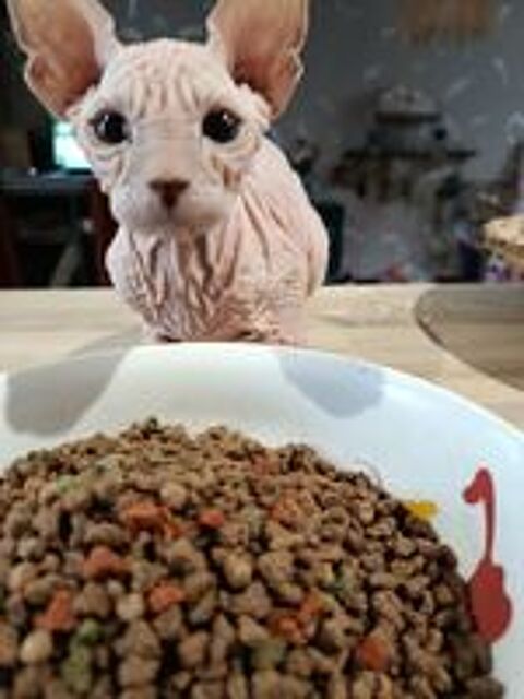   Sphynx Mâle Dispo de suite 
