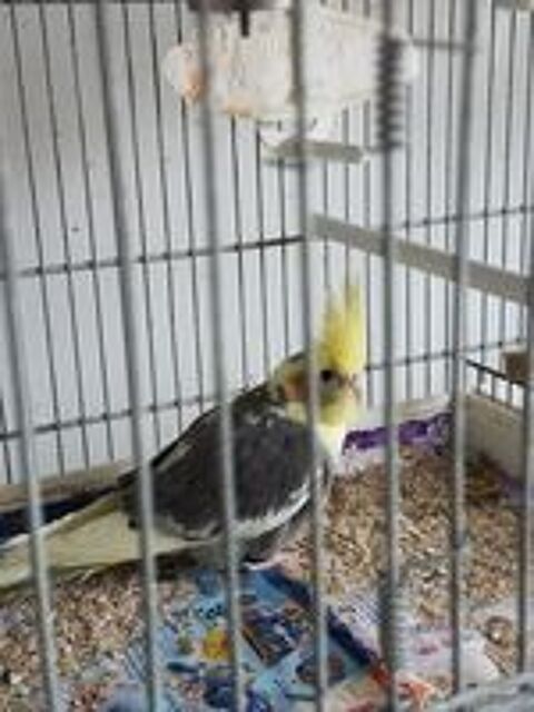   CALOPTSITTES MALE 