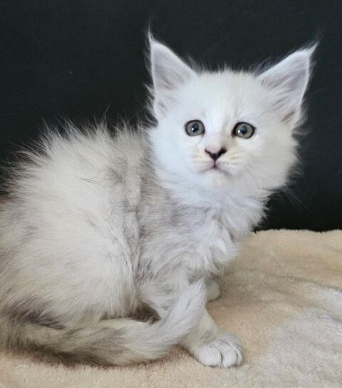 CHATONS MAINE COON LOOF SHADED ET CHELL, LIVRAISON 1500 22250 rac