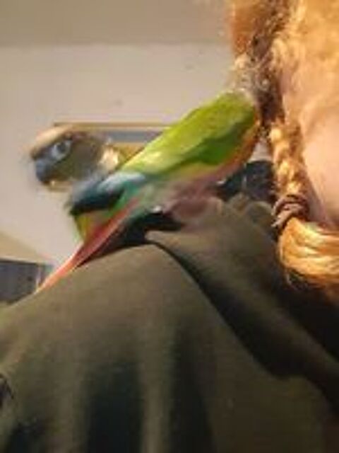   Conures et calopsittes 