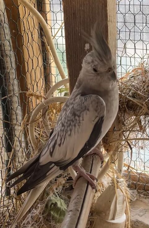 Femelle calopsitte perl&eacute;e 35 59262 Sainghin-en-m�lantois