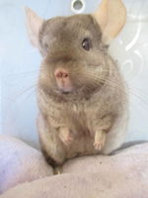   bébés chinchillas (angora) 