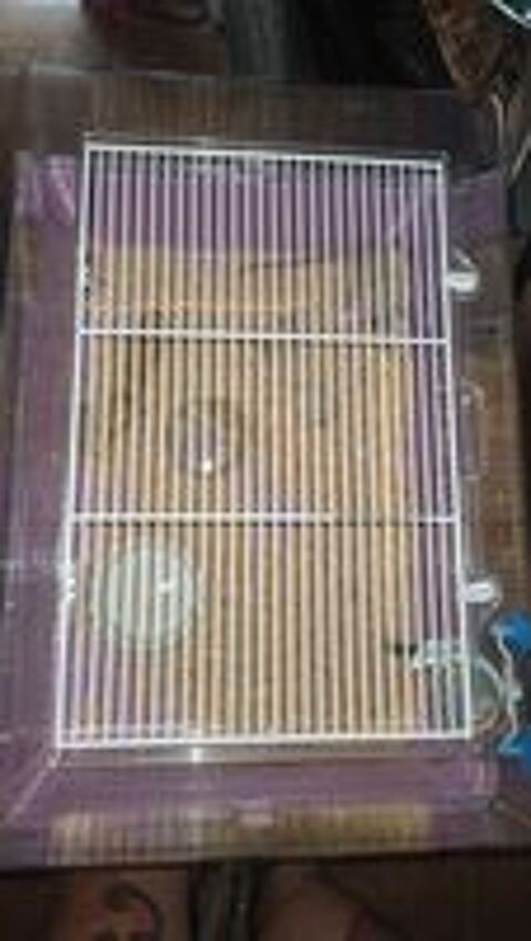   cage rongeur et rat 