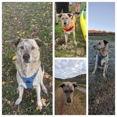 Chien LUFFY à l adoption 100 01500 Ambrieu-en-bugey