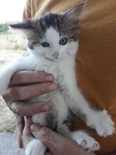 Chatons cherchent  une bonne   famille. 0 01300 Belley