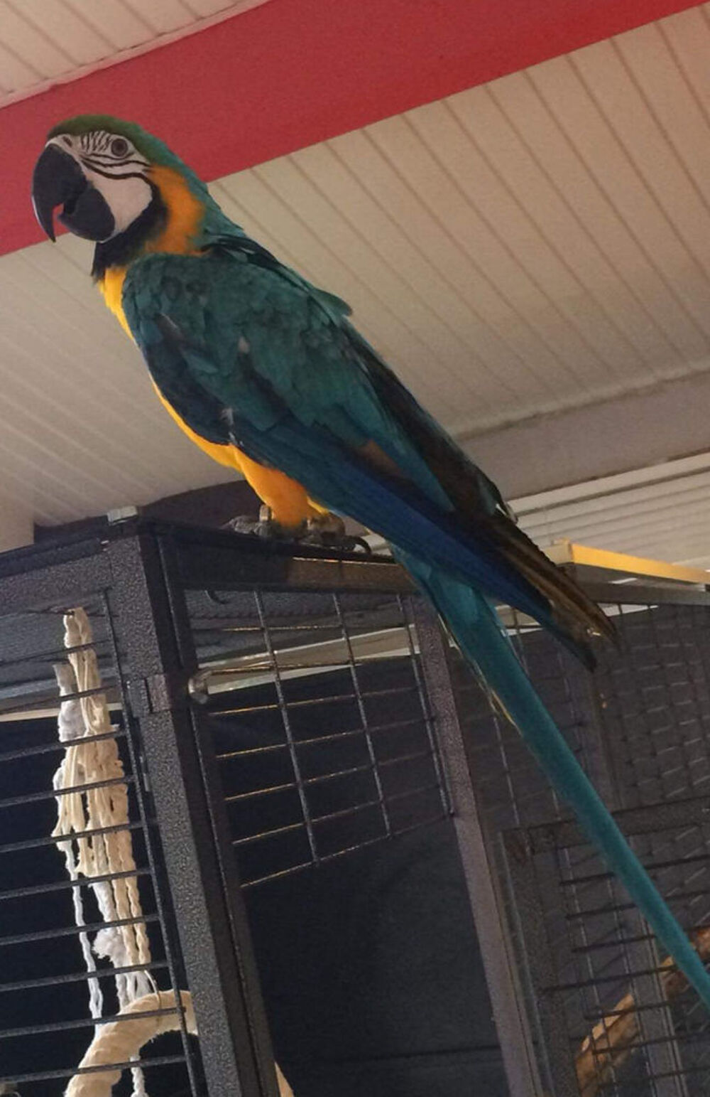   Ara jaune et bleu  