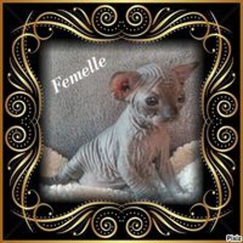   Sphynx LOOF Nom Stérilisée 