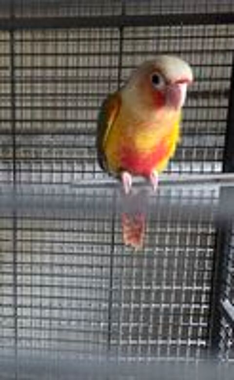   Conure pyrrhura molinae ananas mâle  