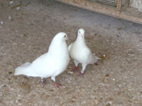   Pigeons blancs 