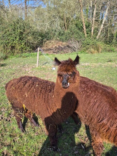 ALPAGAS HUACAYA de 8 et 12 mois 500 44160 Pontch�teau