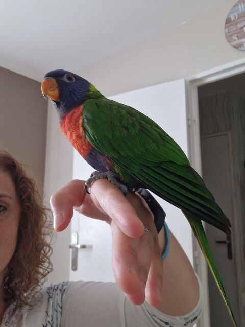 Perroquet loriquet eam femelle 360 59112 Ann�ullin