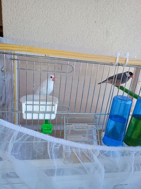 Couple de padda de java 70 13220 Châteauneuf-les-martigues