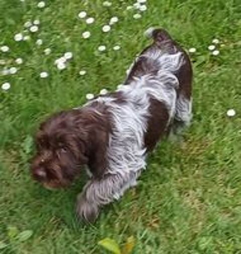   chiots Griffon Korthals 