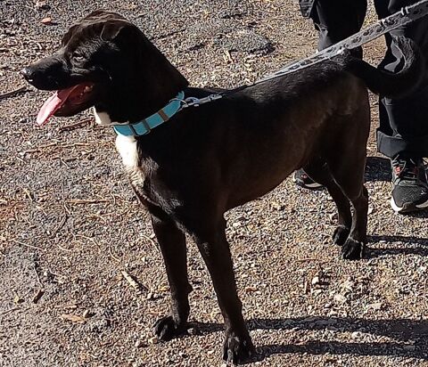 BANZAI, crois&eacute; shar pei, 2 ans 0 66000 Perpignan