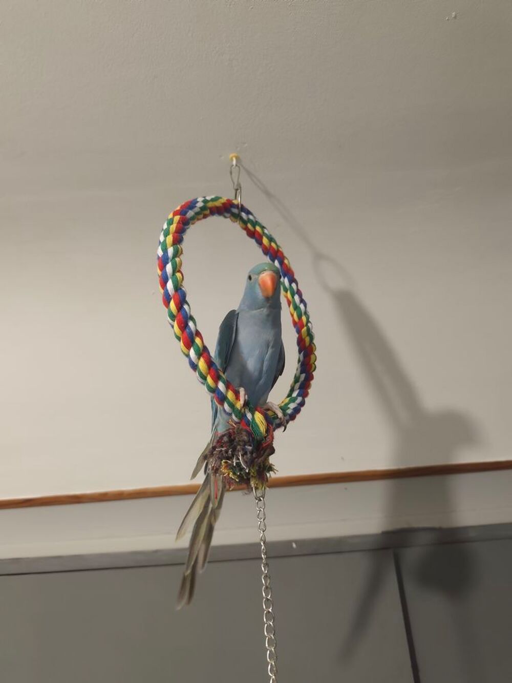   3 jeunes perruche à collier EAM 