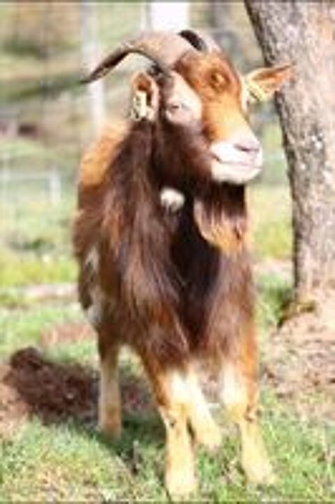   Bouc reproducteur 