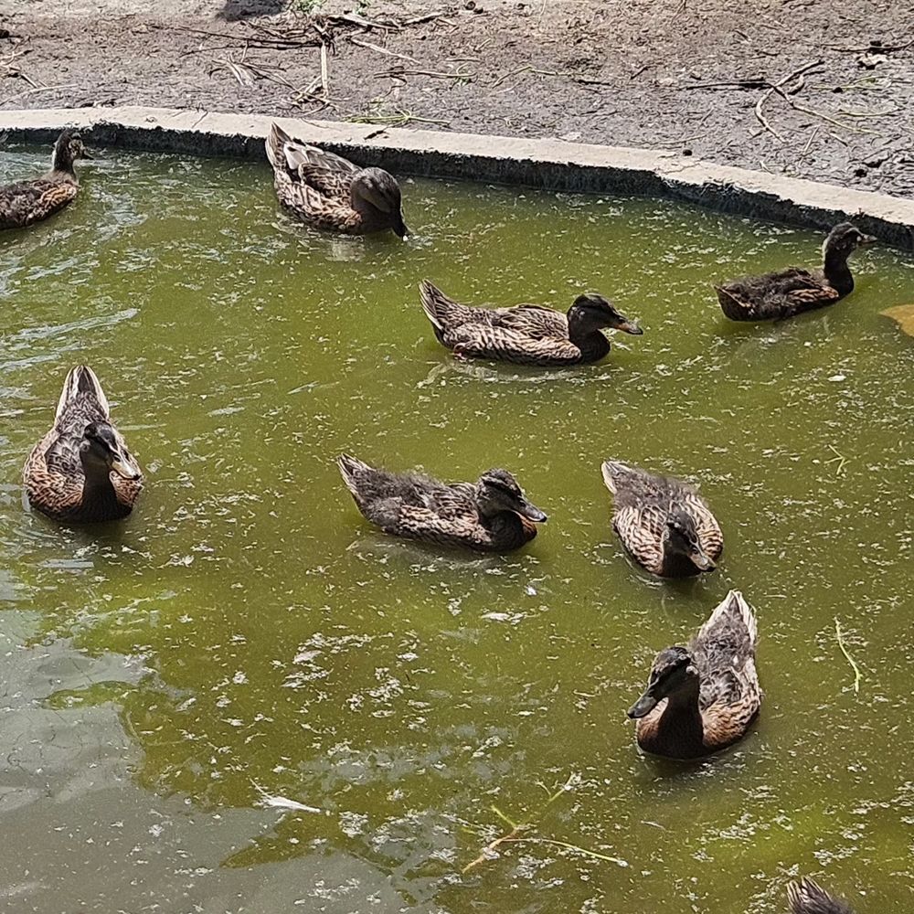   Canard Colvert 