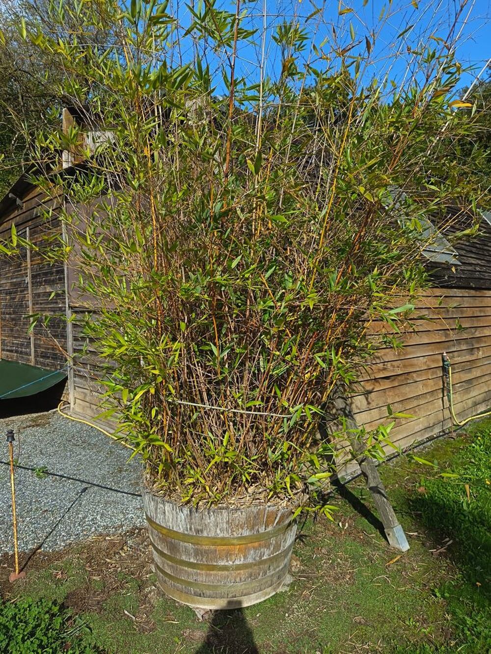 LOT DE 3 BAMBOUS 20 ANS D'&Acirc;GE Jardin