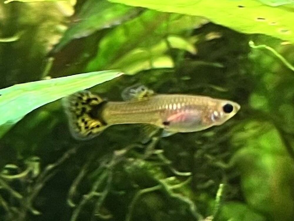   Guppy (Alevins, Jeunes et Adultes, Mâles / Femelles) 