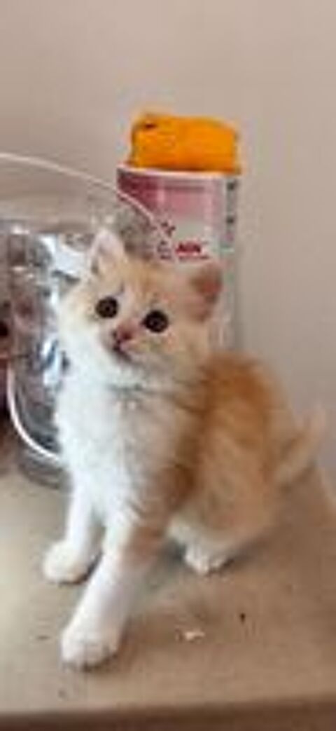   Chatons disponible type persan  