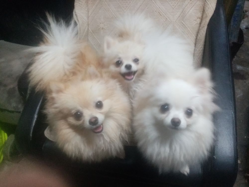   Spitz issus parents pedigrees  