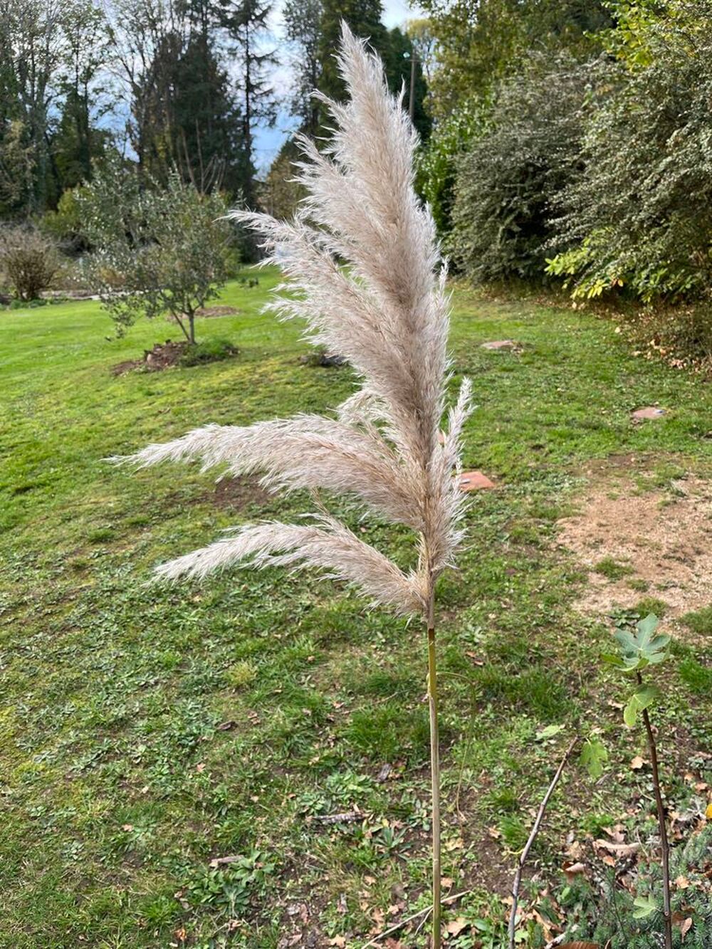Plume pour mariage/bapt&ecirc;me Décoration