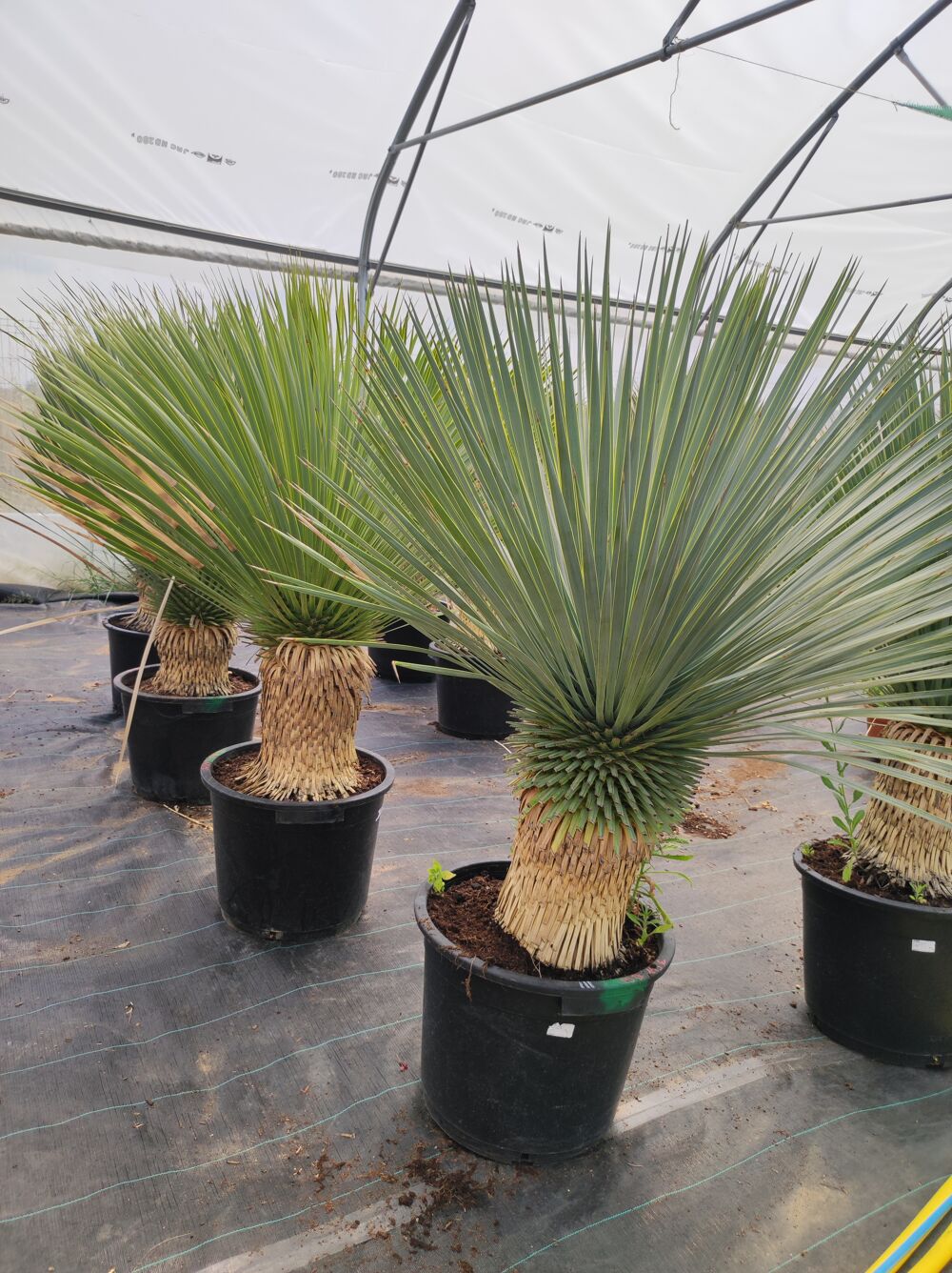 Yucca rostrata Jardin