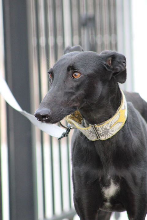 PUMA 🩷son regard f&eacute;lin cherche SA lumi&egrave;re pour la vie 315 24140 Douville