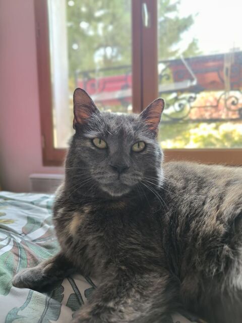 Michat, 4 ans, cherche un bon foyer 195 75019 Paris