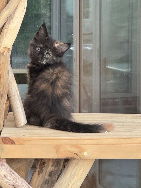Magnifiques baby's Maine Coon 1000 89400 Migennes